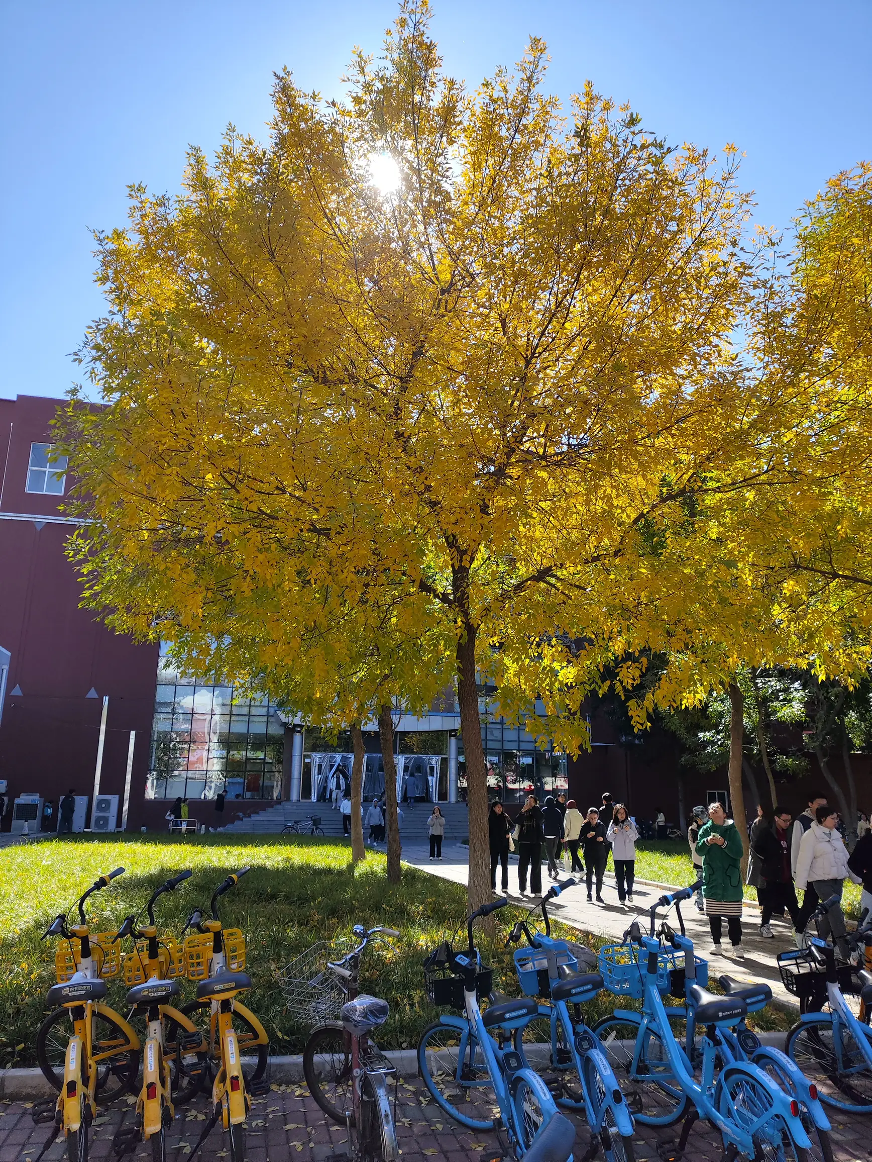 照片: 又是一年秋天的黃葉