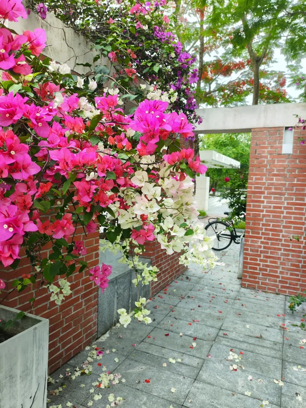 Photo: 立身軒旁邊的花